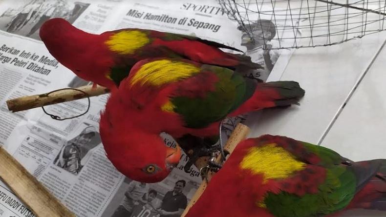 Karantina Ternate Gagalkan Penyelundupan Burung Nuri Kasturi di Kapal Rute Ambon-Manado