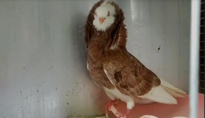 Usaha Ternak Merpati Hias, Ada yang Laku Rp40 Juta Seekor