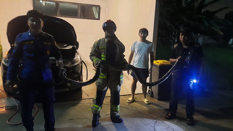 Ngeri, Ular Sanca 3 Meter Masuk Kap Mesin Mobil di Cipayung Jaktim