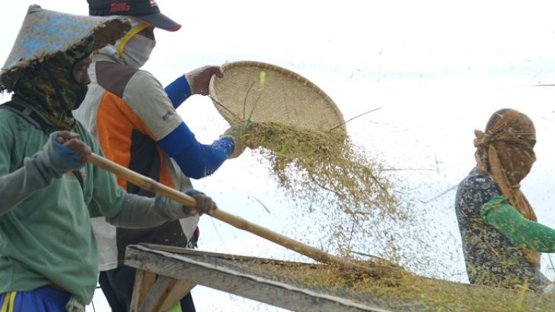 Kabar Baik, BPS Sebut Daya Beli Petani Gorontalo Meningkat