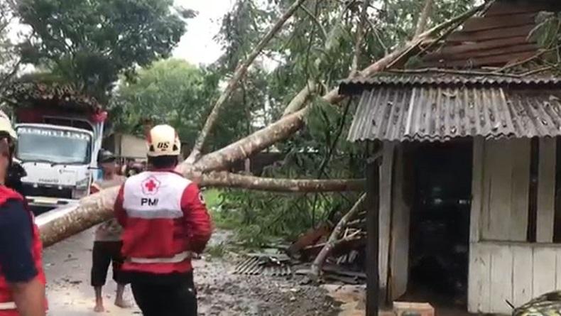 Angin Kencang di Pekalongan, 2 Pohon Tumbang Menimpa Warung dan Mobil