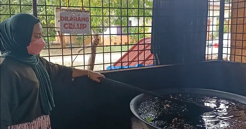 Menjelajahi Tempat Pembuatan Minyak Gamat yang Legendaris, Obat Tradisional Paling Diburu Turis