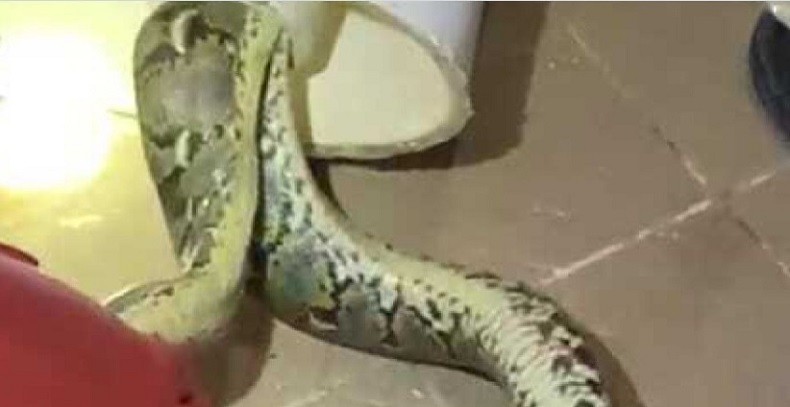 Ular Sanca 2 Meter Muncul di Kloset Warga, Damkar Bogor Turun Tangan