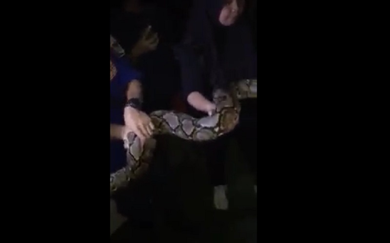 Ayam Hilang Dikira Ulah Maling, Ternyata Ular Besar Bersarang di Sekitar Rumah Warga