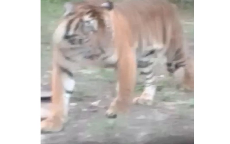 Viral Harimau Kelilingi Rumah Warga di Riau, Penghuni Gemetaran Rekam Video