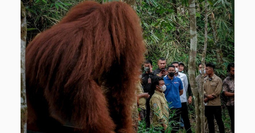 Cerita Seru Sandiaga Uno Bertemu Orang Utan saat Singgah ke Bukit Lawang Langkat