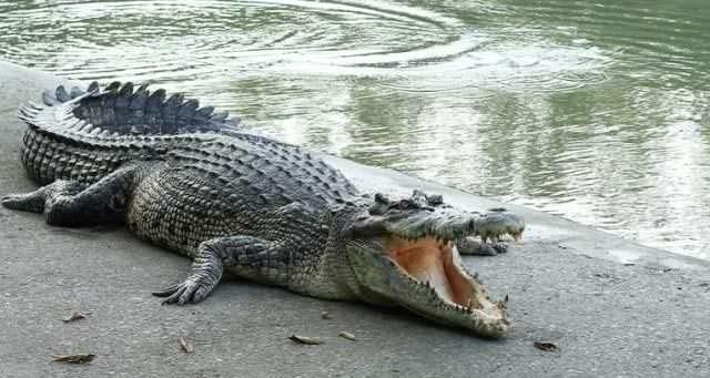 Masih Perawan, Buaya Betina Ini Bisa Bertelur dan Punya Bayi, Kok Bisa?