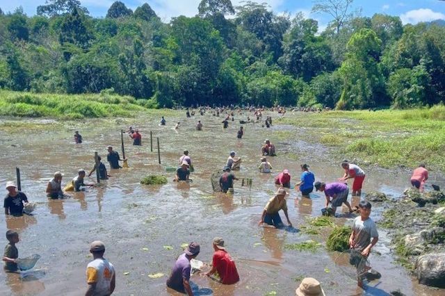 Masyarakat Desa Pisak Sambut Paskah dengan Panen Ikan di Rawa
