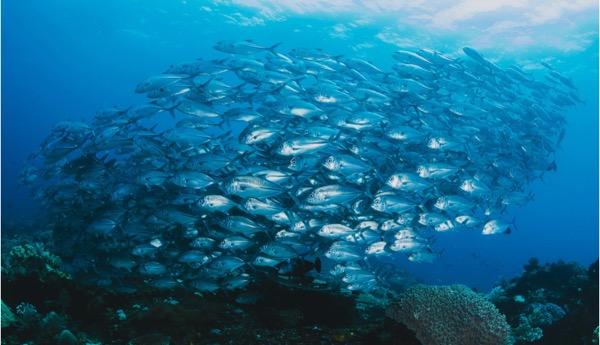 Simbiosis Komensalisme: Pengertian dan 6 Contoh dalam Kehidupan