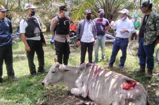 Ngeri, Raja Hutan Serang Ternak Warga Nagori Parmonangan