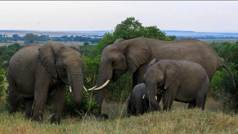 2 Orang Tewas akibat Tembakan Nyasar saat Massa Berebut Daging Gajah 