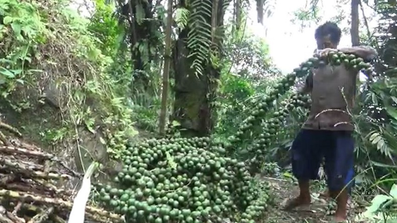 Permintaan Kolang-Kaling Meningkat, Petani di Pekalongan Kewalahan