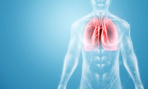 Jelaskan Organ Penyusun Sistem Pernapasan Manusia Beserta Fungsinya, Ini Jawabannya!