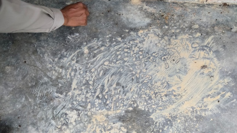 Harimau yang Terkam Warga Muncul di Kampung Lain Wilayah Bengkalis