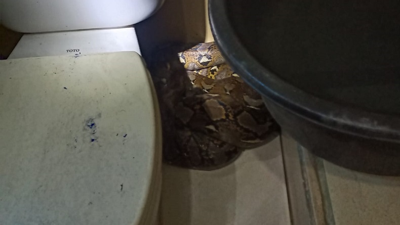 Hendak Mandi, Warga Cipayung Kaget Lihat Ada Ular Sanca di Samping WC