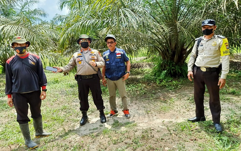 Gegara Harimau Berkeliaran, Pemilik Kebun Sawit Harus Sewa Bodyguard 
