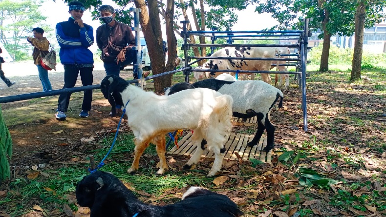 Jelang Lebaran 2022, Domba Milik Peternak di KBB Banyak Diburu Bandar
