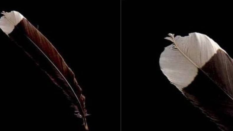 7 Benda Super Mahal di Dunia, Ada Bulu Burung Seharga 10 Ribu Dolar AS