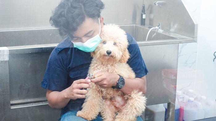  Menjelang Lebaran, Penitipan Hewan di Petshop Indonesia Meningkat 3 Kali Lipat 