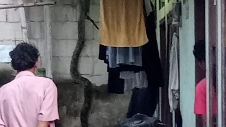 Bikin Bergidik, Ular Sanca 4 Meter Merayap di Tembok Rumah Warga Bogor