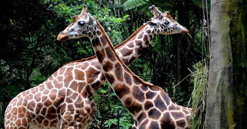 Nikmati Liburan Lebaran Eksklusif lewat Private Tour di Mister Aladin