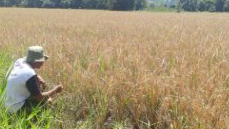 Hama Tikus Serang Lahan Pertanian di Tanah Datar, Petani Terancam Gagal Panen