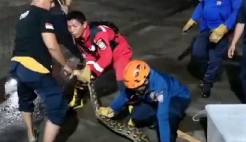 Ular Piton 7 Meter Gegerkan Permukiman Warga di Makassar, Dievakuasi Tim Damkar