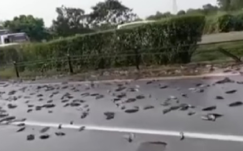 Pikap Pengangkut Ikan Terguling, Ratusan Lele Berceceran di Tol Merak