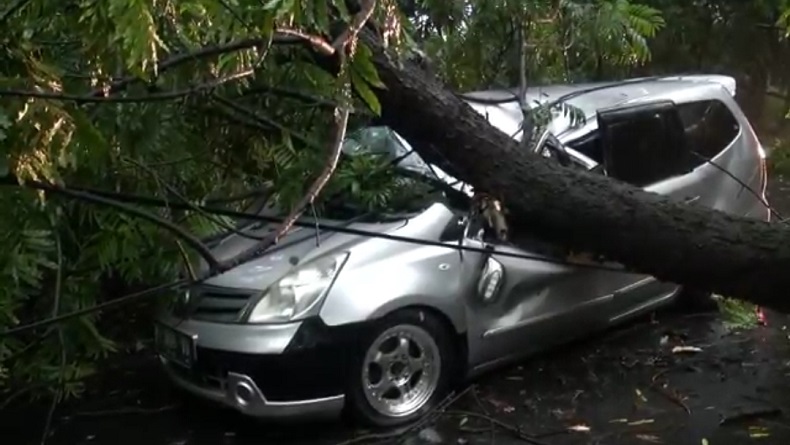 Angin Kencang Tumbangkan Belasan Pohon di Subang, Timpa Minibus sampai Ringsek
