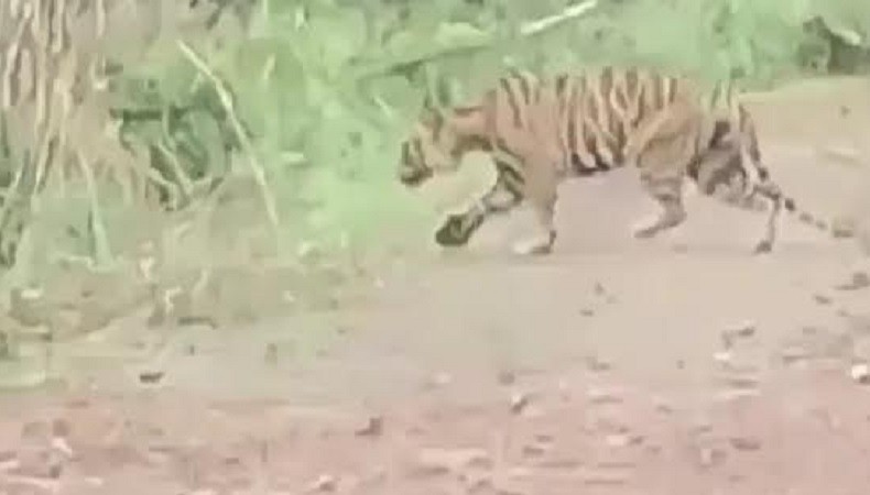 Penampakan Harimau di Jalan Raya Bengkulu, Ini Kata BKSDA