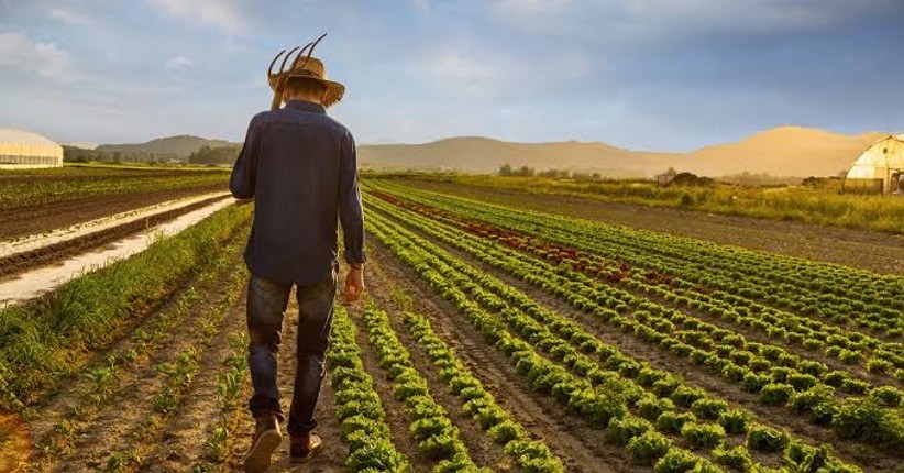 Bekerja Jadi Petani di 5 Negara Ini Bisa Kaya Raya, Ini Alasannya