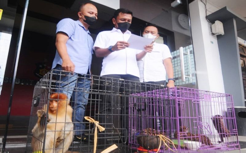 Ini Penampakan Bekantan dan Kucing Hutan yang Disita Polda Kalsel
