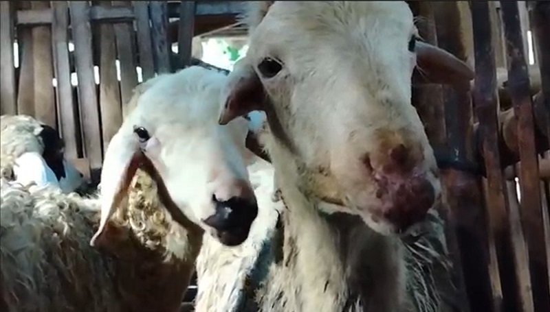 Meluas, Wabah PMK di Lumajang Kini Serang Ternak Kambing 