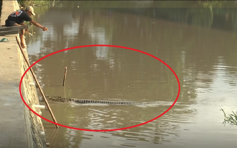 Heboh Buaya Muncul di Sungai Tengah Kota, Jadi Tontonan Sampai Diberi Ayam 