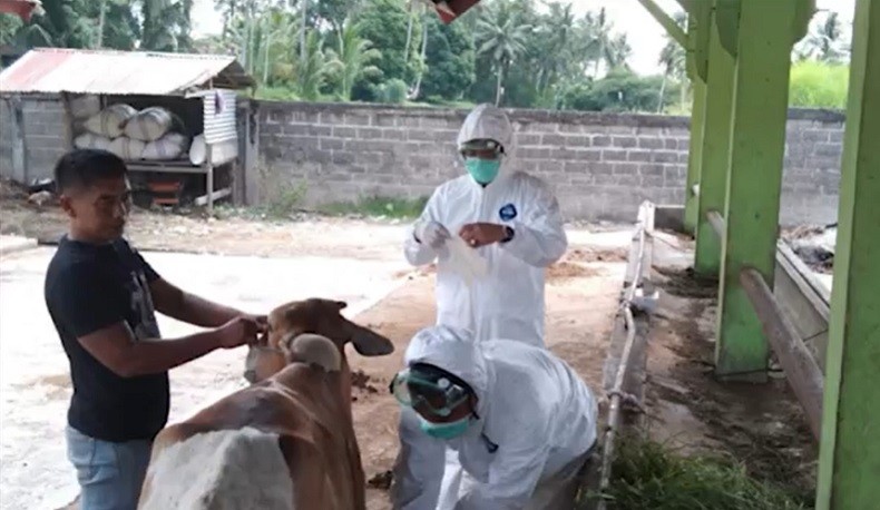 4 Ekor Sapi di Sijunjung Positif PMK, Pemprov Sumbar Tutup 10 Pasar Ternak