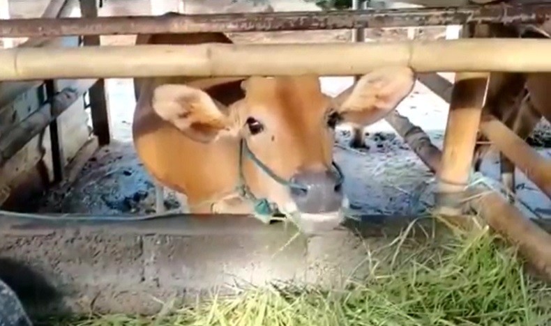 Senator Australia Diskreditkan Pemeliharaan Sapi di Bali, DPR: Sangat Tidak Mendasar