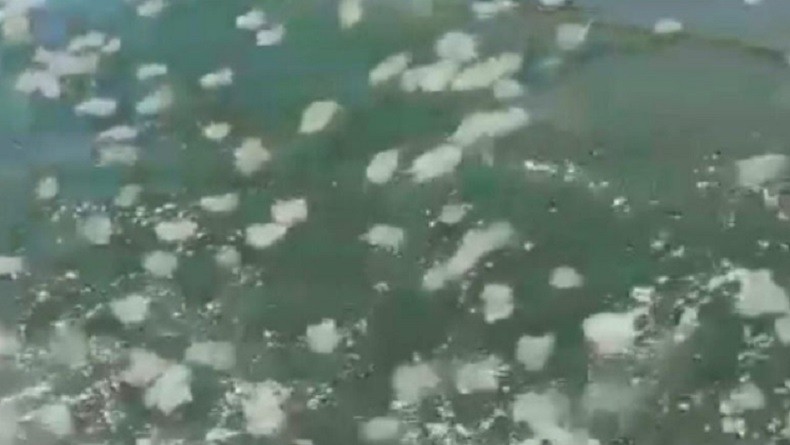 Ubur-Ubur Penuhi Pantai Probolinggo, Warga Diminta Menghindar karena Bisa Timbulkan Gatal 