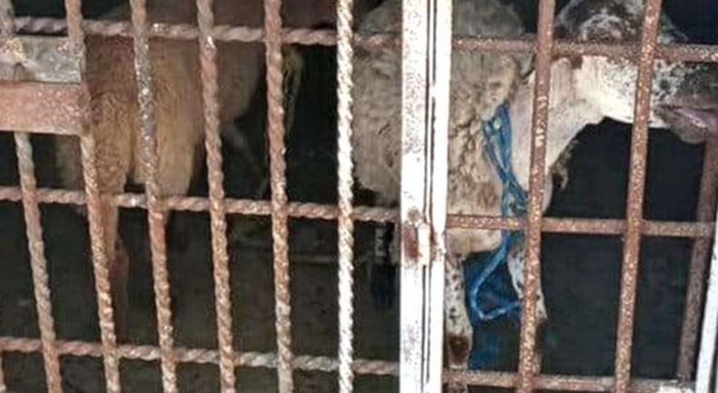 Duh, 2 Kambing Ini Dipenjara gara-gara Makan Rumput Tetangga