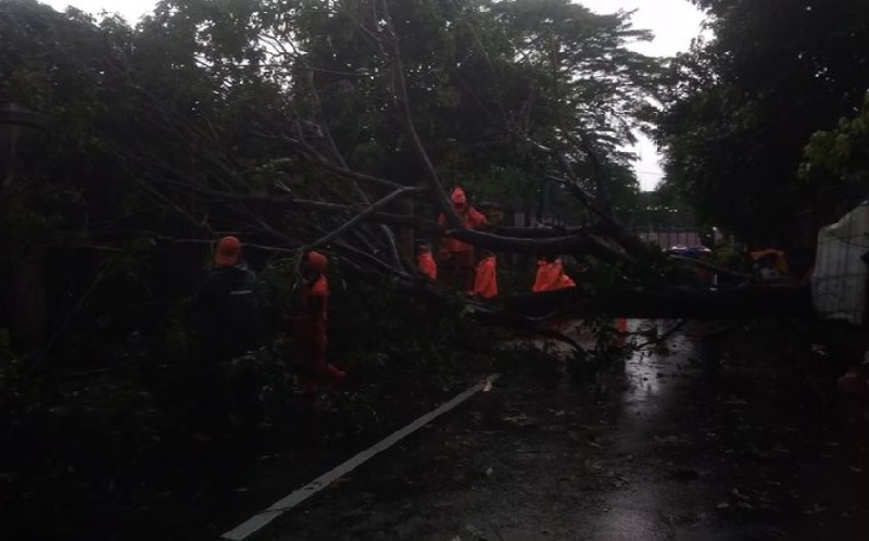 Jakarta Hujan Deras, Pohon di Ragunan Tumbang