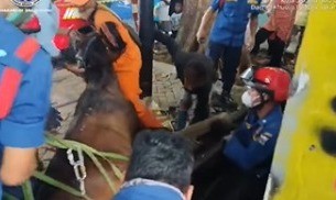 Damkar Selamatkan Kuda yang Terperosok ke Got di Jalan Antasari Jaksel