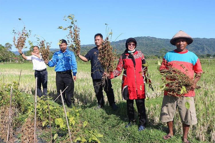 Tingkatkan Produksi, UGM Kembangkan Varietas Baru Kedelai Hitam Malika