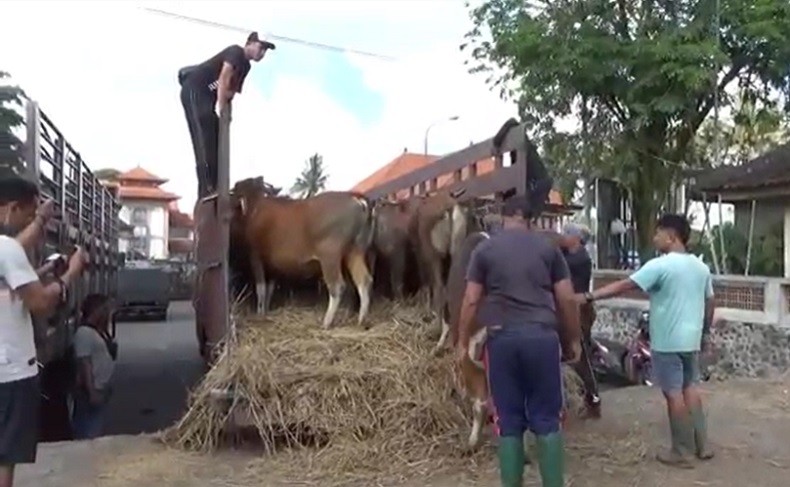 Sapi Terinfeksi PMK di Bali Muncul Perdana di Gianyar, 55 Ekor Dimusnahkan
