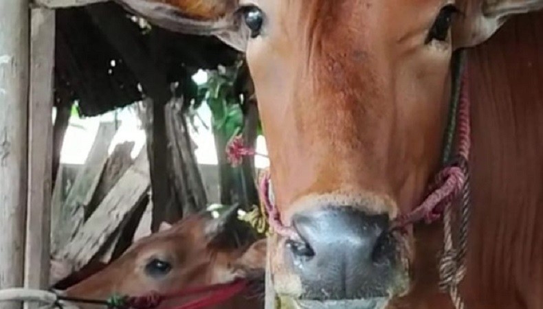 MUI Gandeng Pakar IPB dan Kementan, Susun Panduan Ibadah Kurban di Tengah Wabah PMK