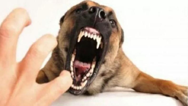 Kenali Ciri-Ciri Hewan yang Terinfeksi Rabies, Mulut Berbusa hingga Air Liur Berlebihan