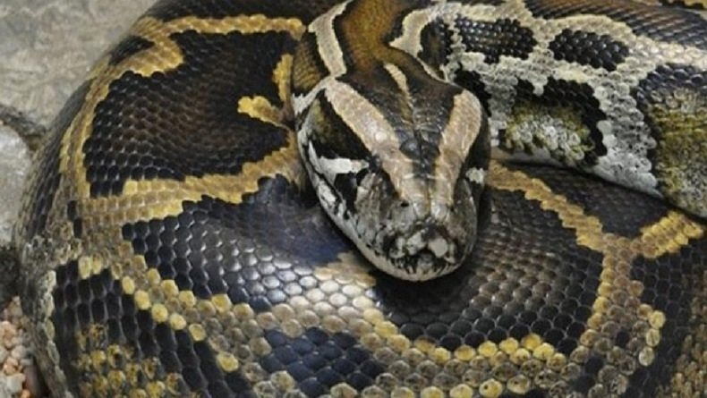 Ular Sanca 4 Meter Ditemukan di Halaman Rumah Warga di Tanah Abang, Damkar Turun Tangan