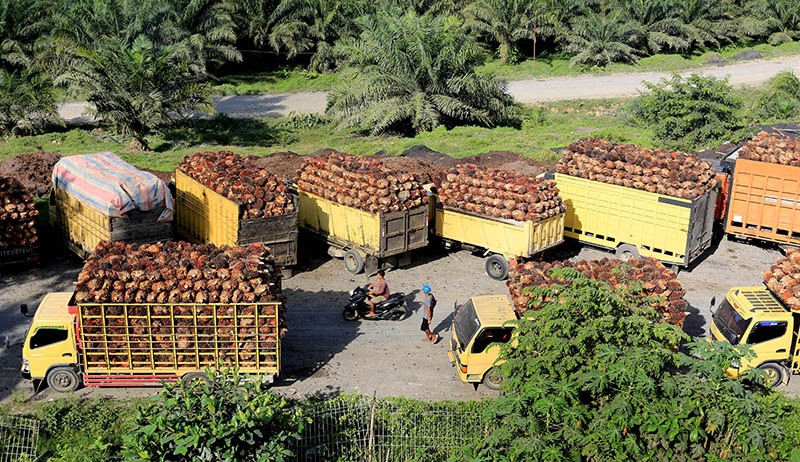 Ekspor CPO Resmi Dibuka Hari Ini, Berikut Prospek Saham Emiten Perkebunan Sawit 