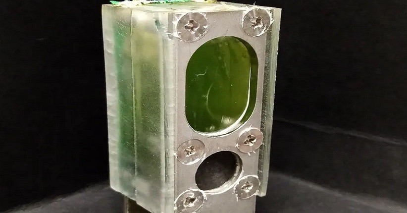 Ganggang Hijau Bisa Berikan Daya ke Komputer,  Perangkat Bisa Bertahan Lebih dari 6 Bulan