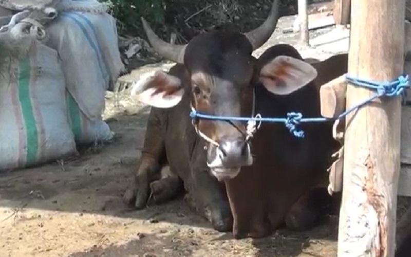 Virus PMK Bisa Cemari Lingkungan, Kementan Imbau Potong Hewan Kurban di RPH