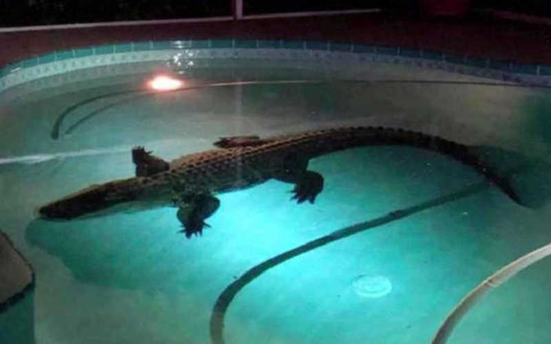 Buaya 3 Meter Terobos Pagar lalu Asyik Ngambang di Kolam Renang, Pemilik Rumah Syok 