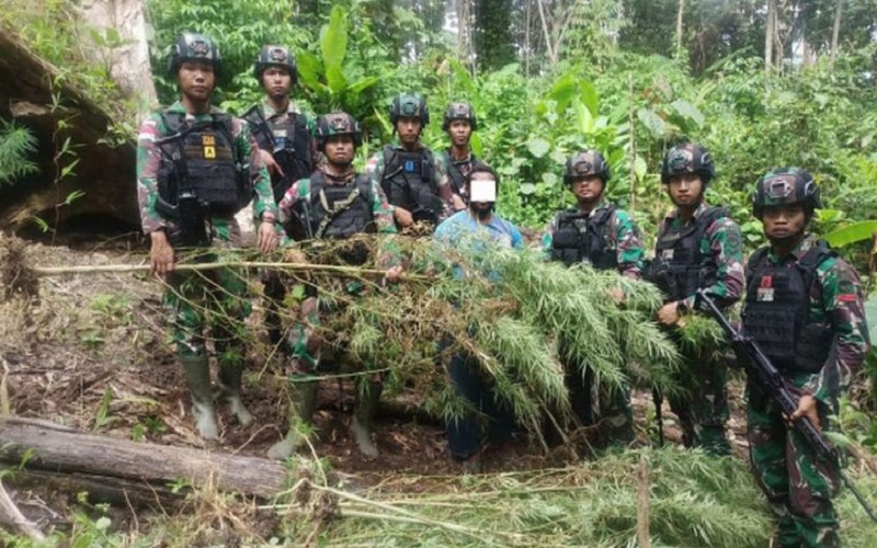 Awalnya Sweeping Pemotor, Satgas Pamtas Temukan Ladang Ganja di Perbatasan Papua
